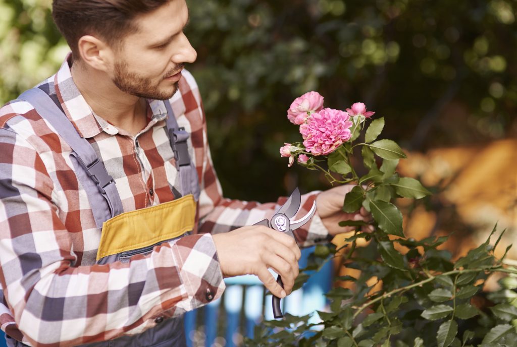 Pruning Shears