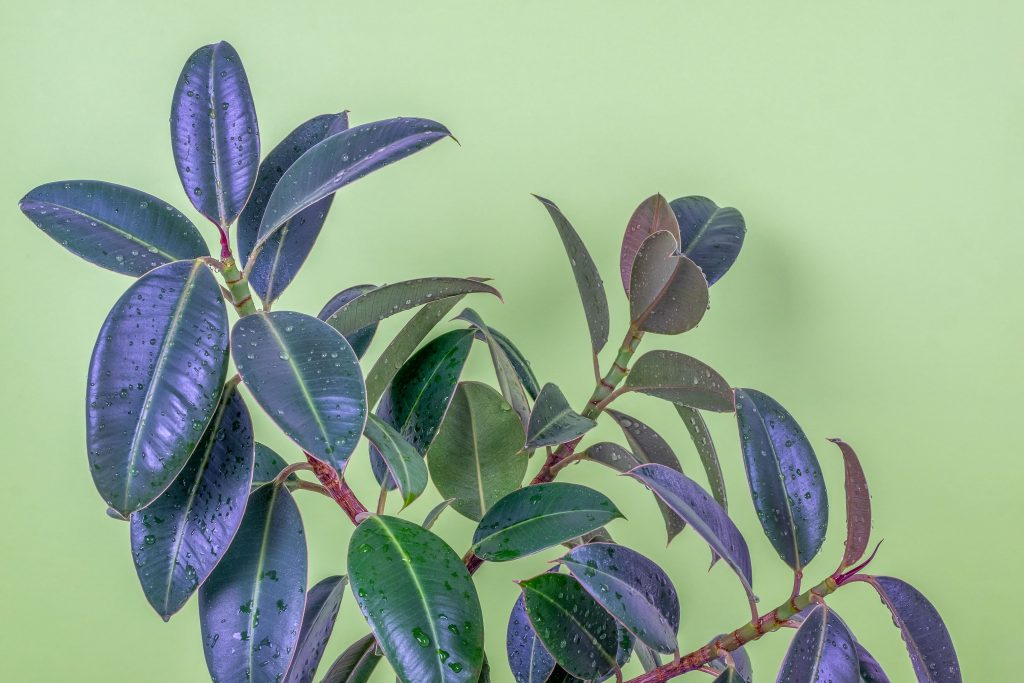Rubber Plant